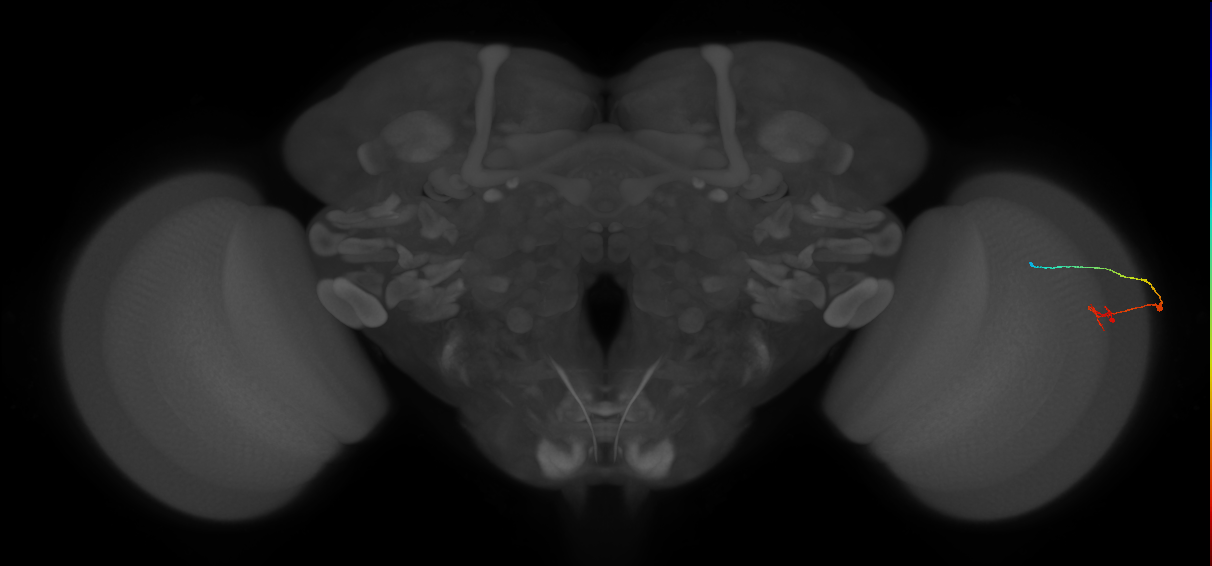 C2_R (JRC_OpticLobe:124262)