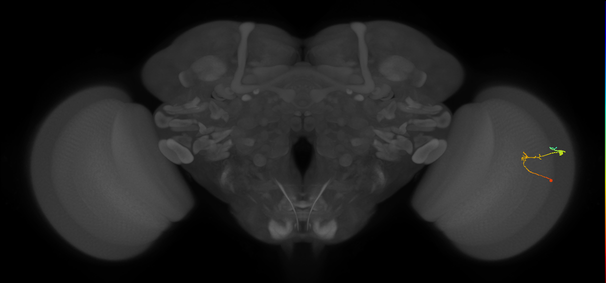 C2_R (JRC_OpticLobe:95648)
