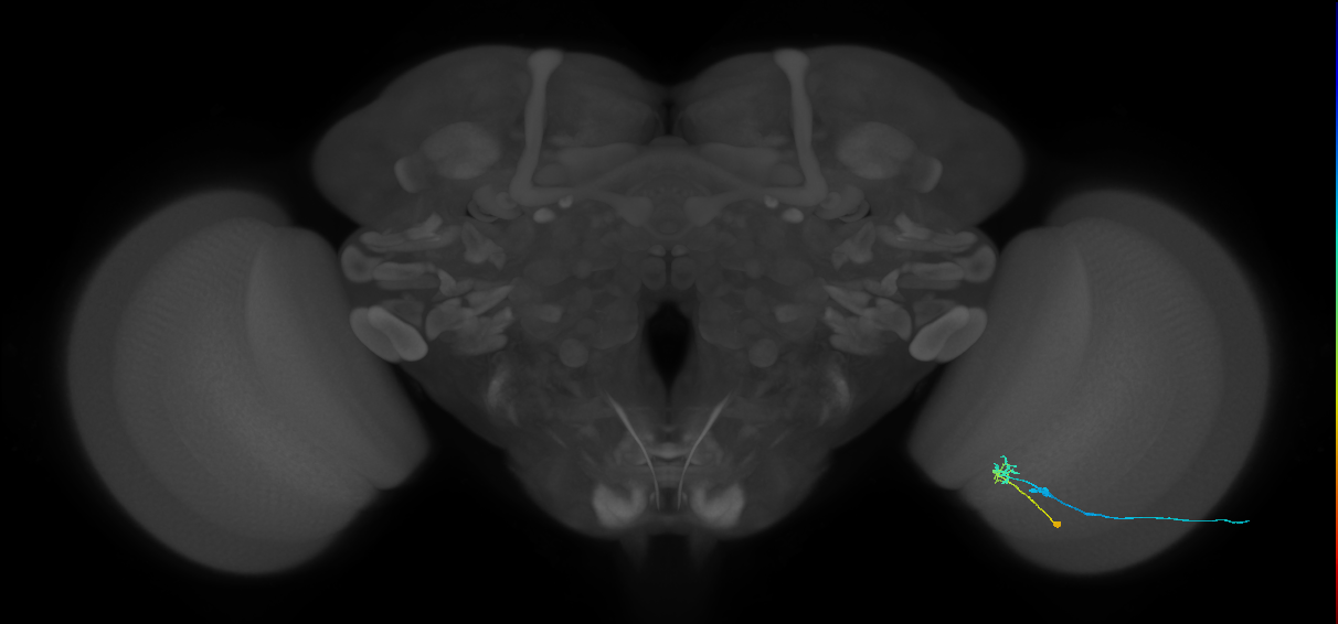 C2_R (JRC_OpticLobe:92397)