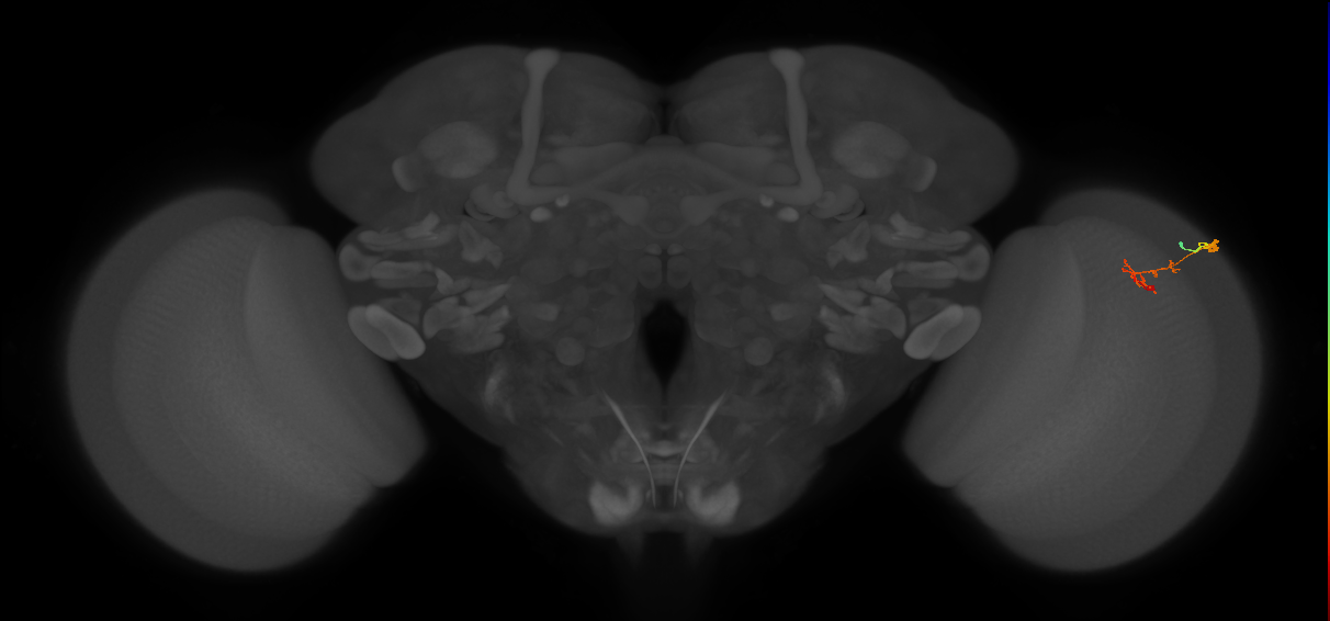 C2_R (JRC_OpticLobe:118384)