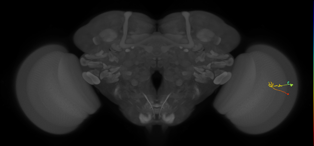 C2_R (JRC_OpticLobe:110271)
