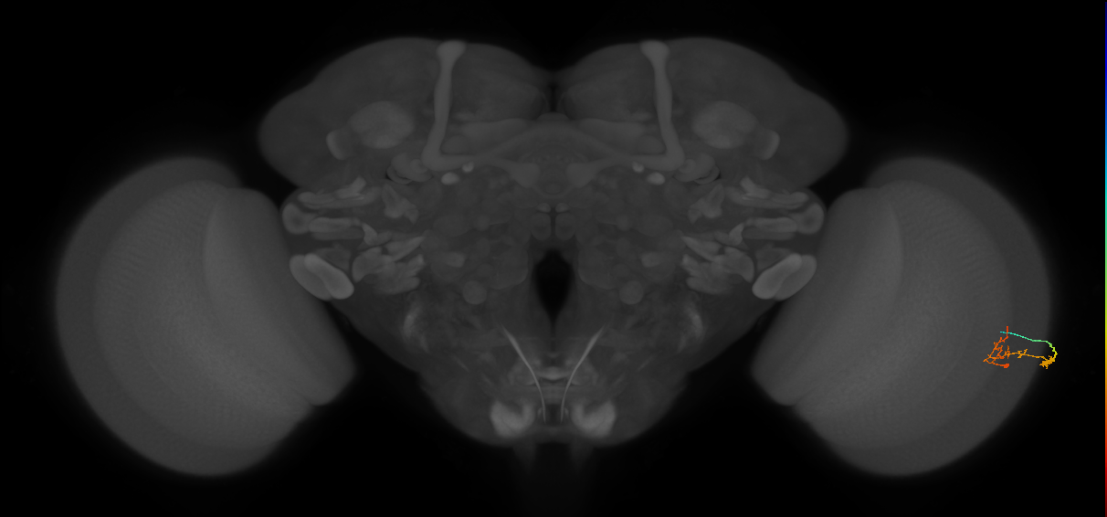 C2_R (JRC_OpticLobe:142618)