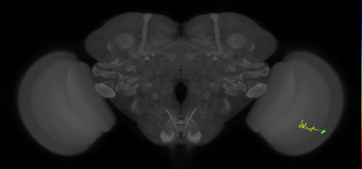 C2_R (JRC_OpticLobe:92455)