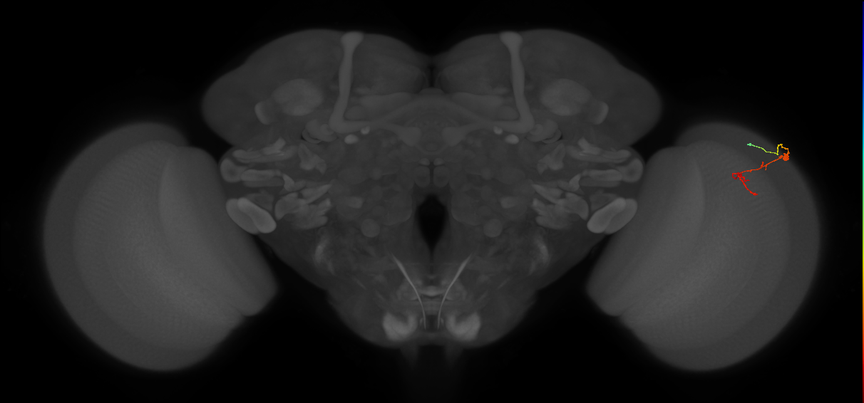 C2_R (JRC_OpticLobe:136528)