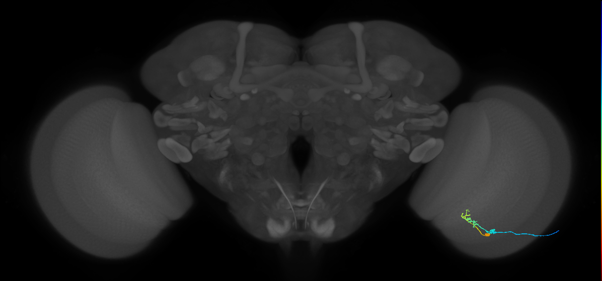 C2_R (JRC_OpticLobe:89143)