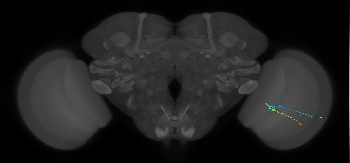 C2_R (JRC_OpticLobe:88597)