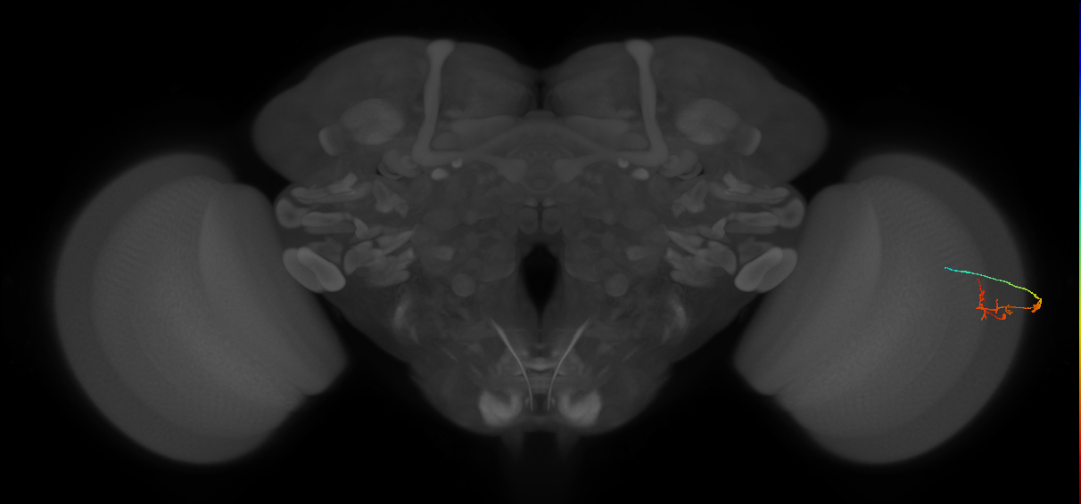 C2_R (JRC_OpticLobe:128454)