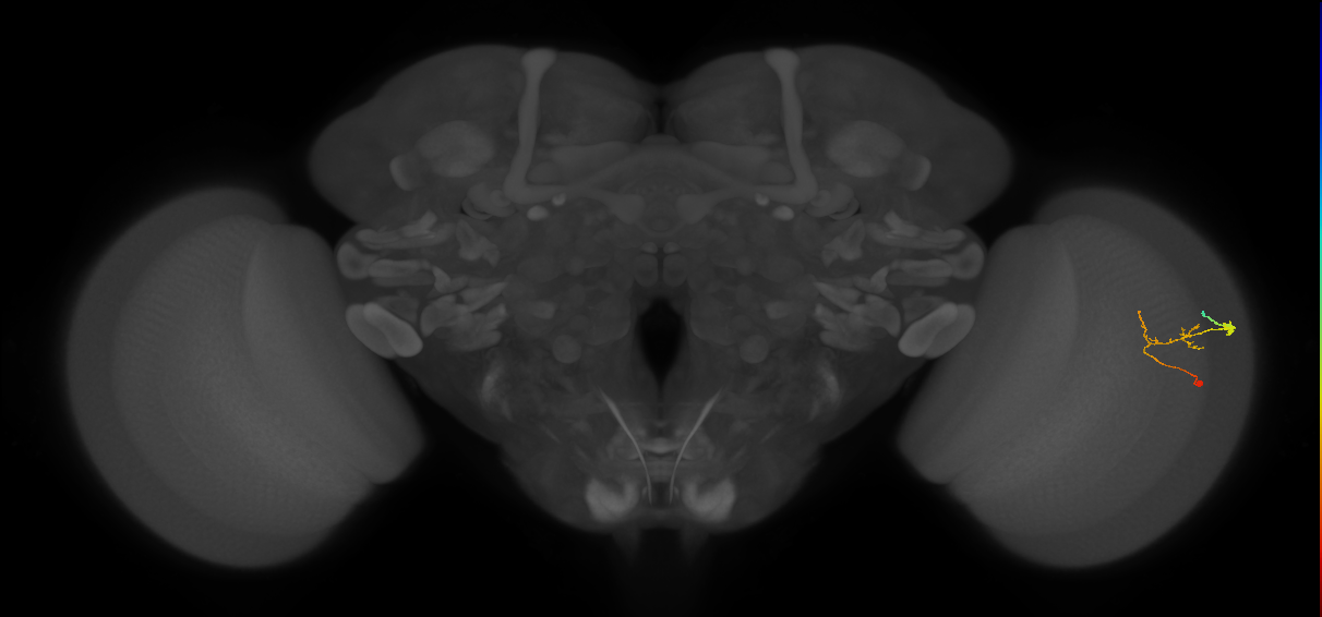C2_R (JRC_OpticLobe:101744)