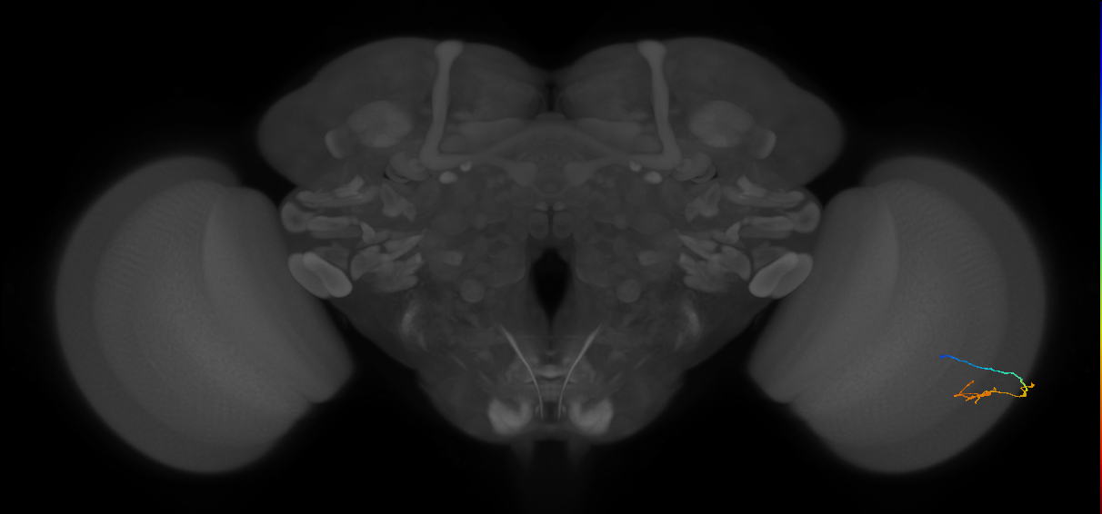 C2_R (JRC_OpticLobe:131806)