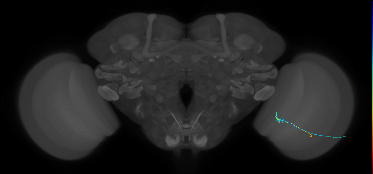 C2_R (JRC_OpticLobe:137040)