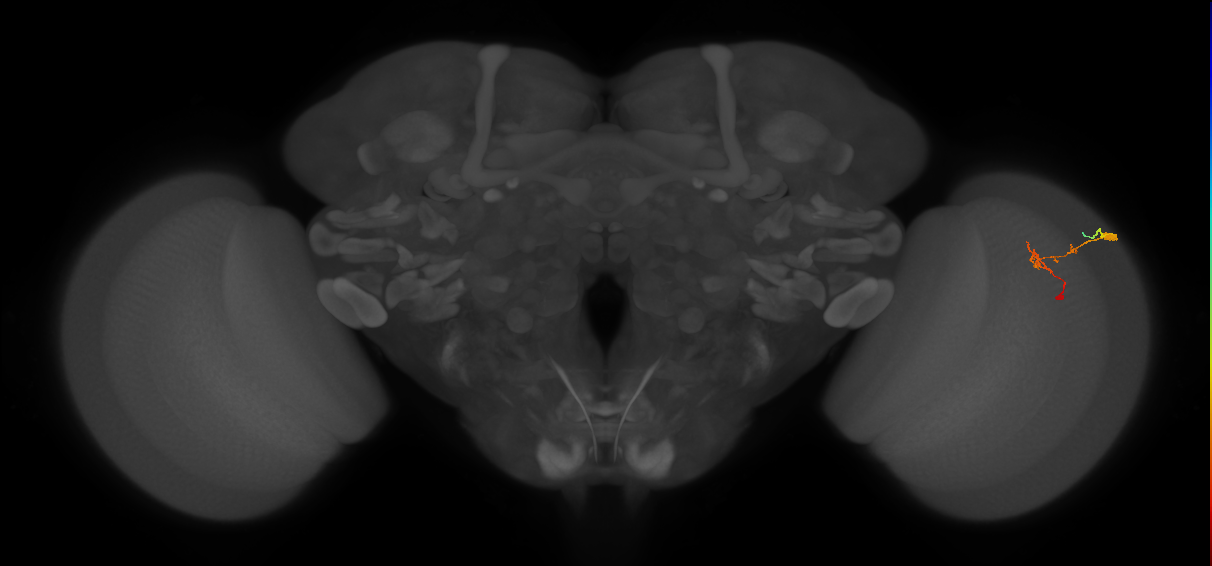 C2_R (JRC_OpticLobe:103855)