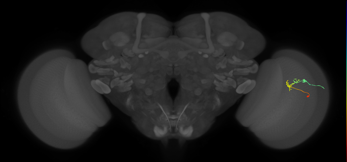 C2_R (JRC_OpticLobe:92637)