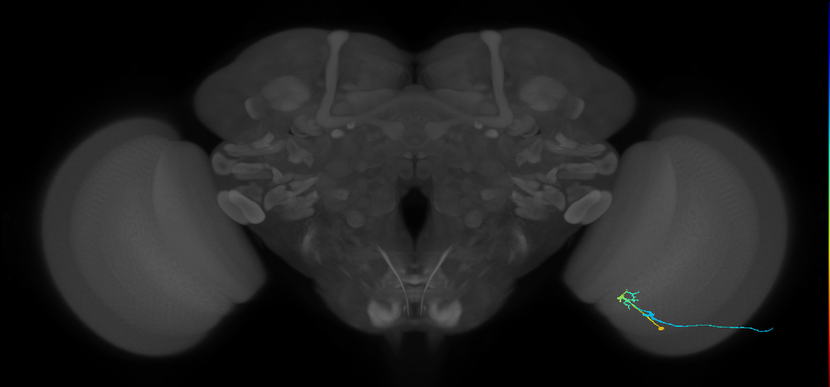 C2_R (JRC_OpticLobe:110218)