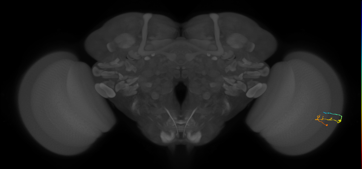 C2_R (JRC_OpticLobe:143506)