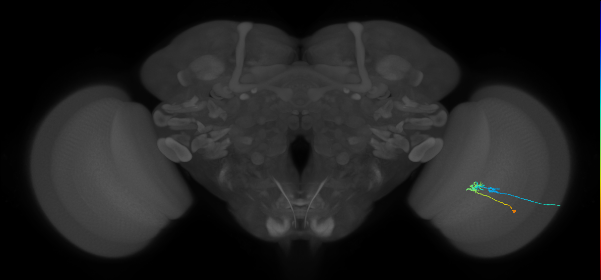 C2_R (JRC_OpticLobe:77556)