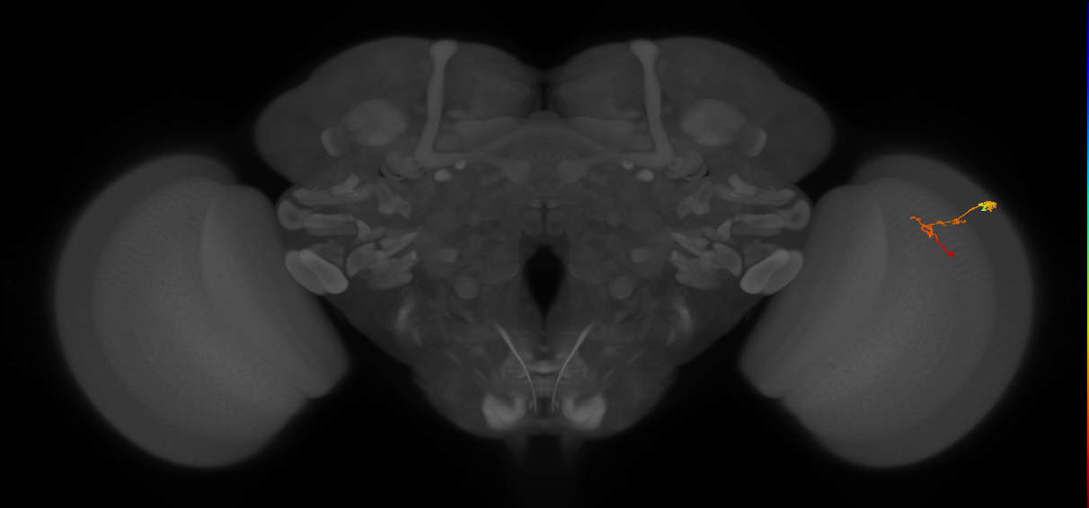 C2_R (JRC_OpticLobe:104974)