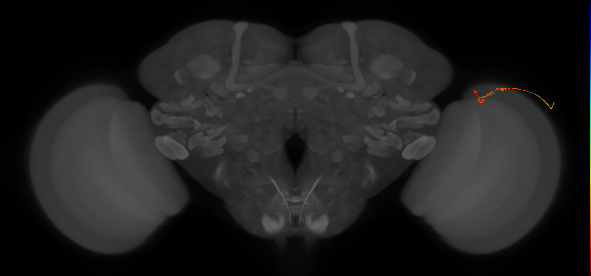 C2_R (JRC_OpticLobe:169638)
