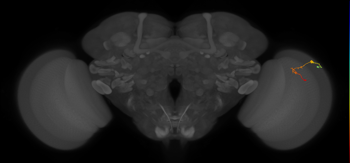 C2_R (JRC_OpticLobe:128829)