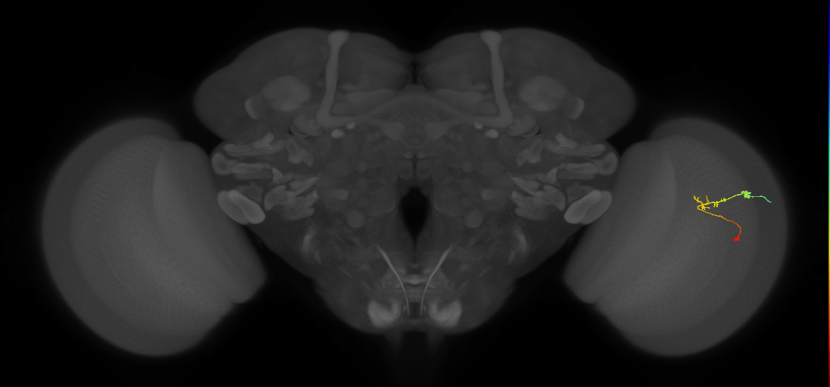 C2_R (JRC_OpticLobe:111421)