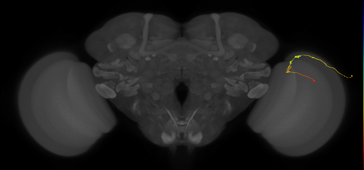 C2_R (JRC_OpticLobe:108796)