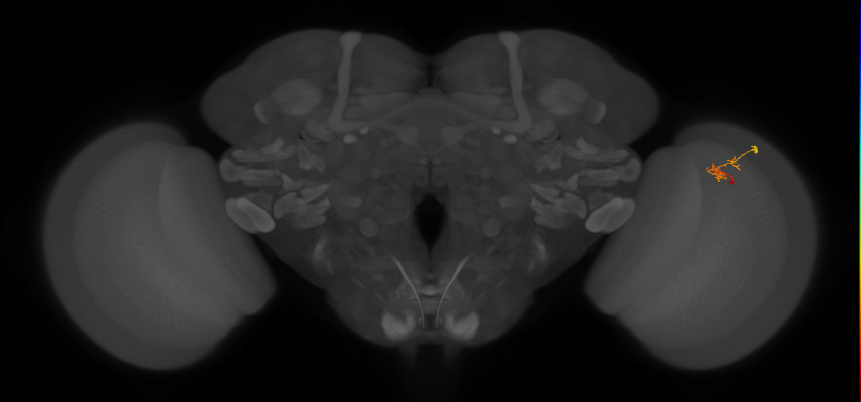 C2_R (JRC_OpticLobe:126225)