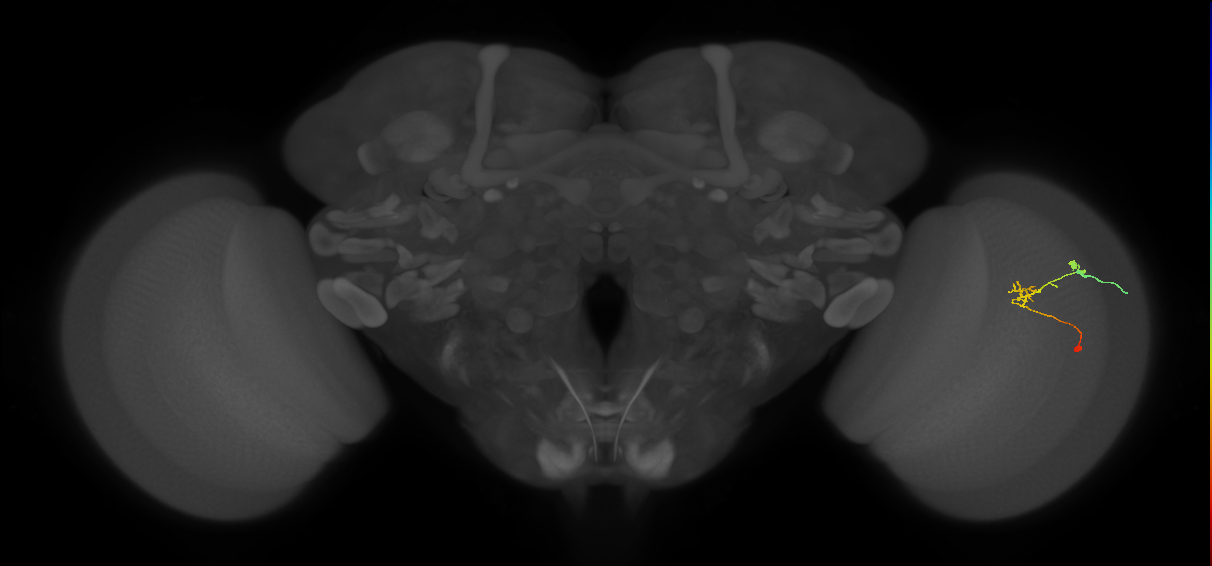C2_R (JRC_OpticLobe:93623)