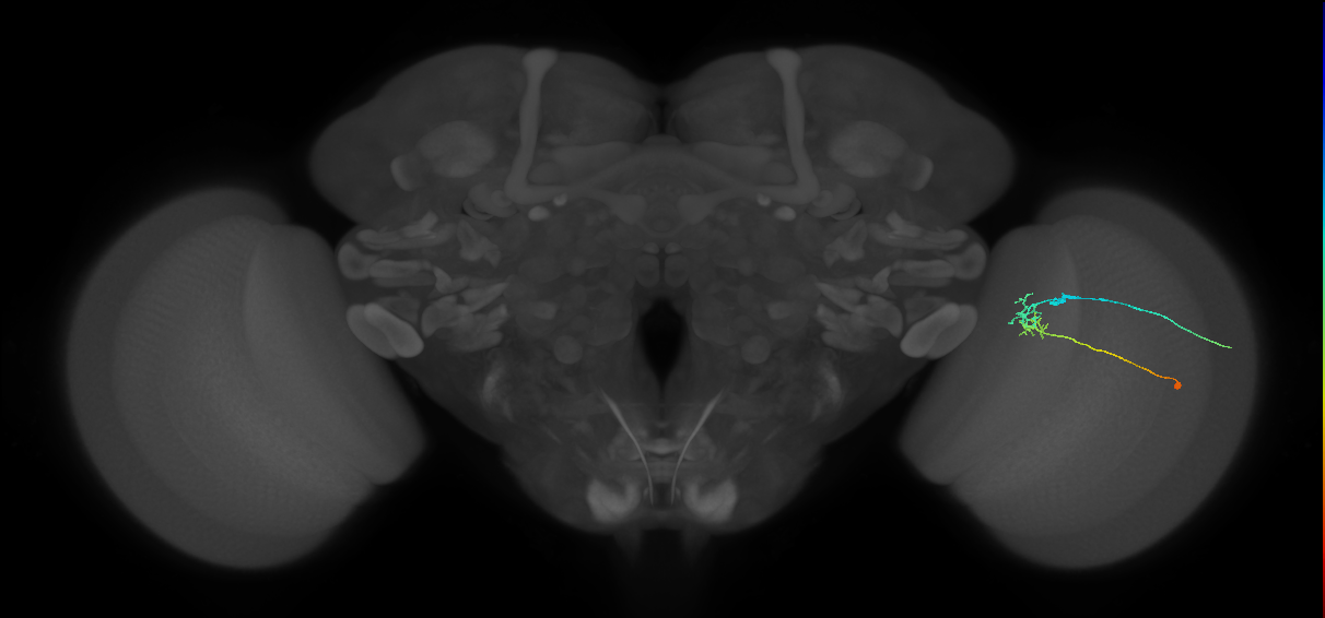 C2_R (JRC_OpticLobe:93259)