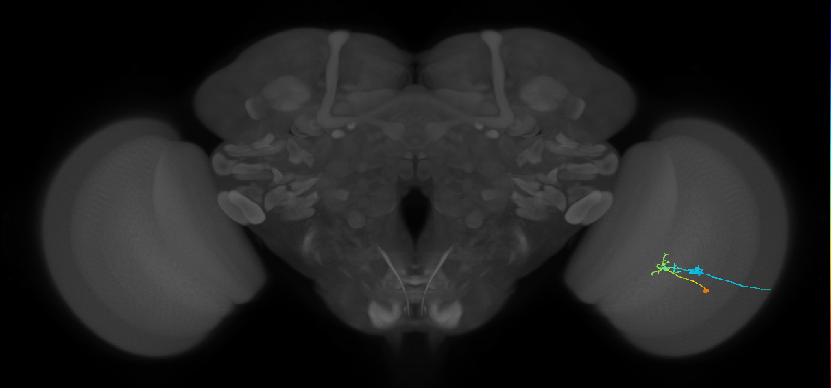 C2_R (JRC_OpticLobe:90841)