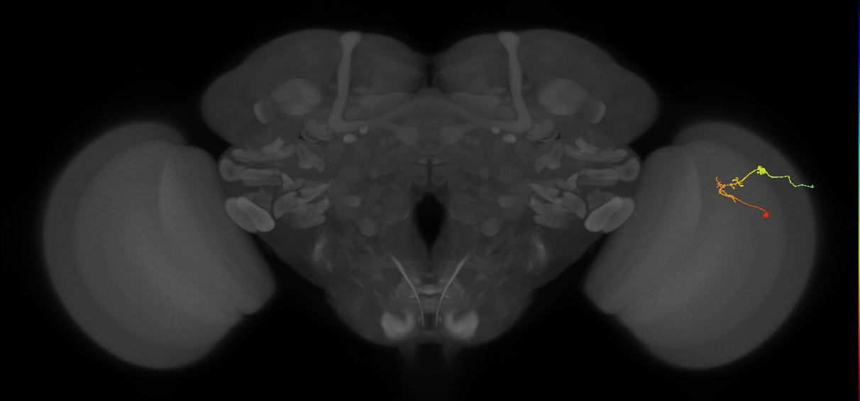 C2_R (JRC_OpticLobe:98348)
