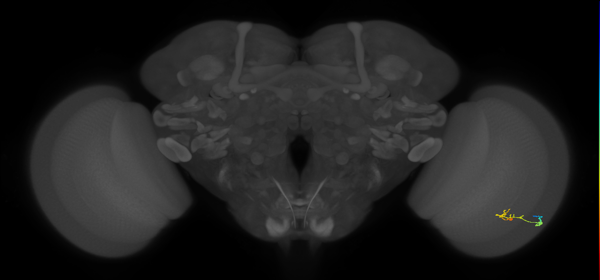 C2_R (JRC_OpticLobe:83490)