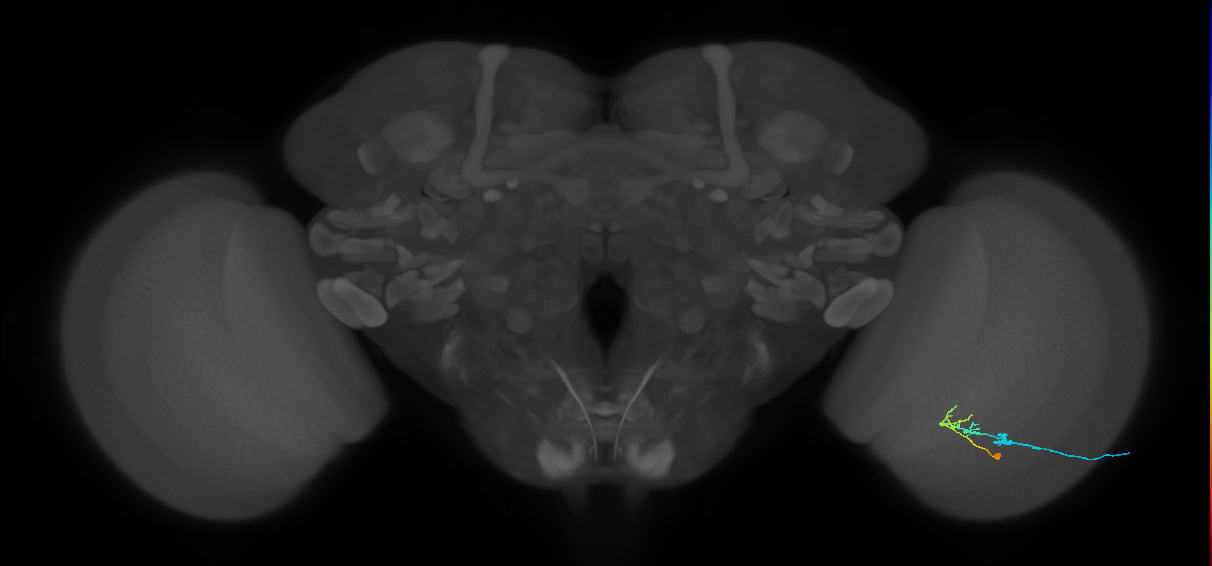 C2_R (JRC_OpticLobe:81322)