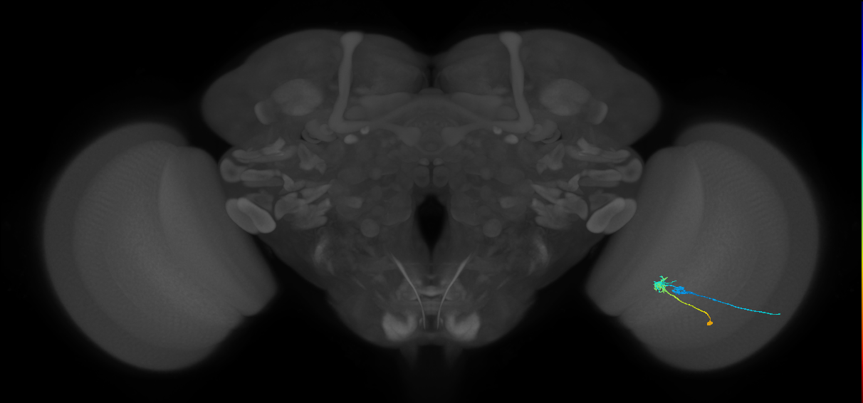 C2_R (JRC_OpticLobe:84481)