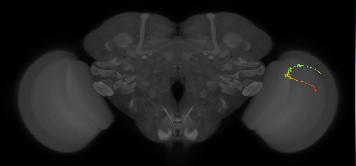 C2_R (JRC_OpticLobe:88637)