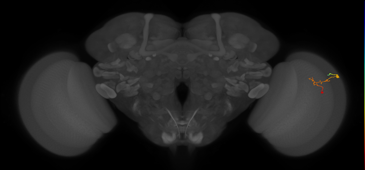 C2_R (JRC_OpticLobe:112444)