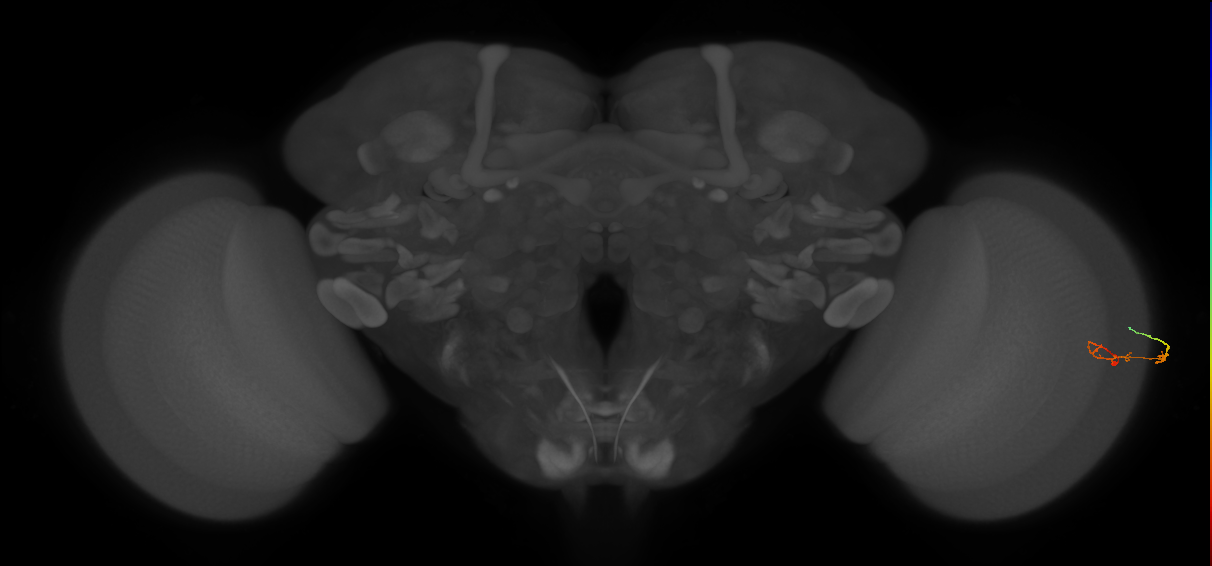 C2_R (JRC_OpticLobe:143021)