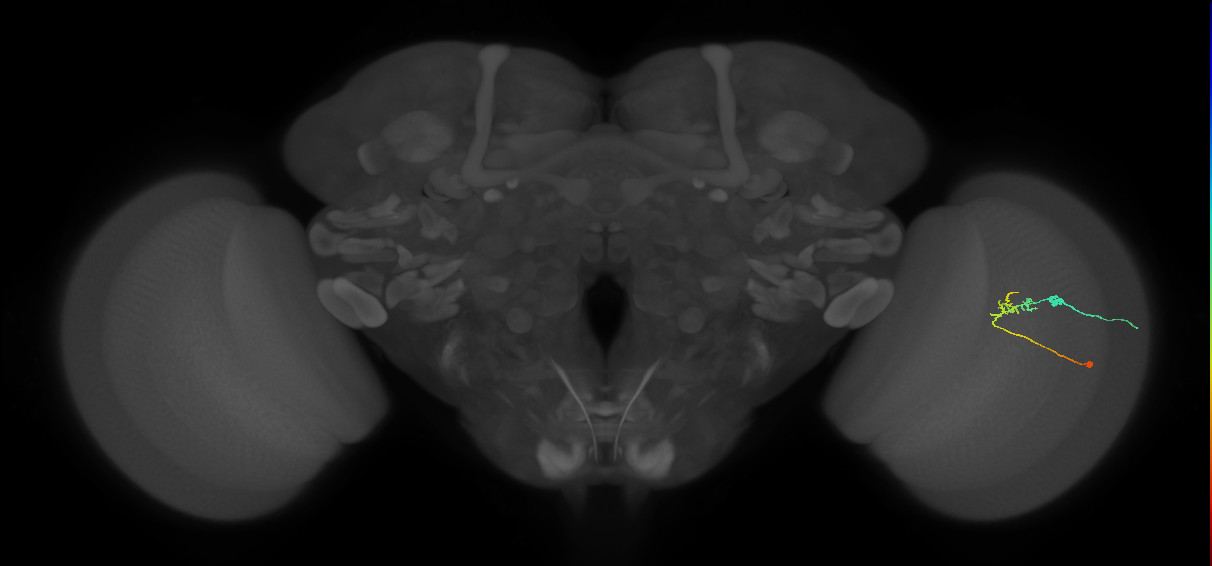 C2_R (JRC_OpticLobe:108426)