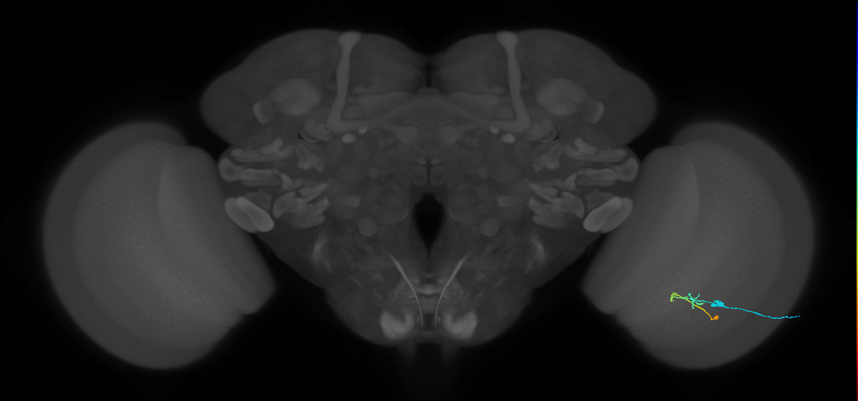 C2_R (JRC_OpticLobe:91579)