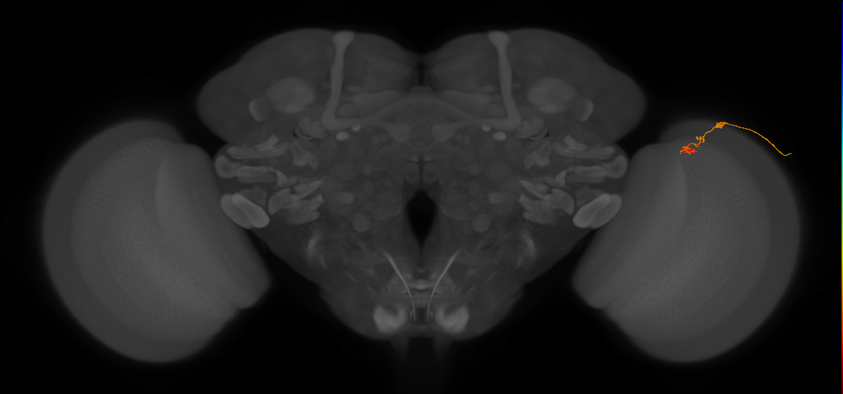 C2_R (JRC_OpticLobe:117561)