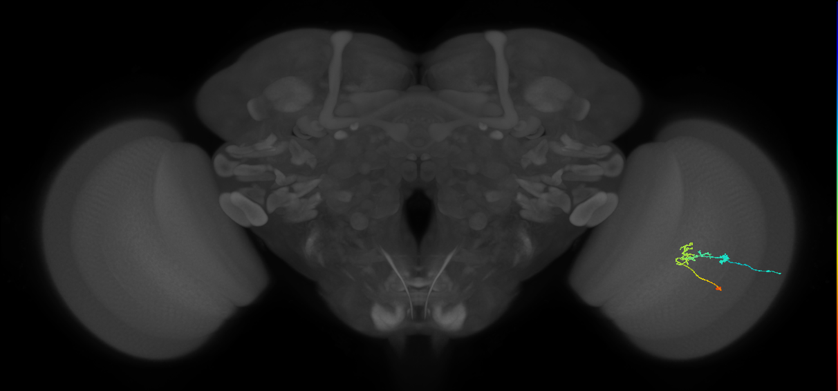 C2_R (JRC_OpticLobe:76909)