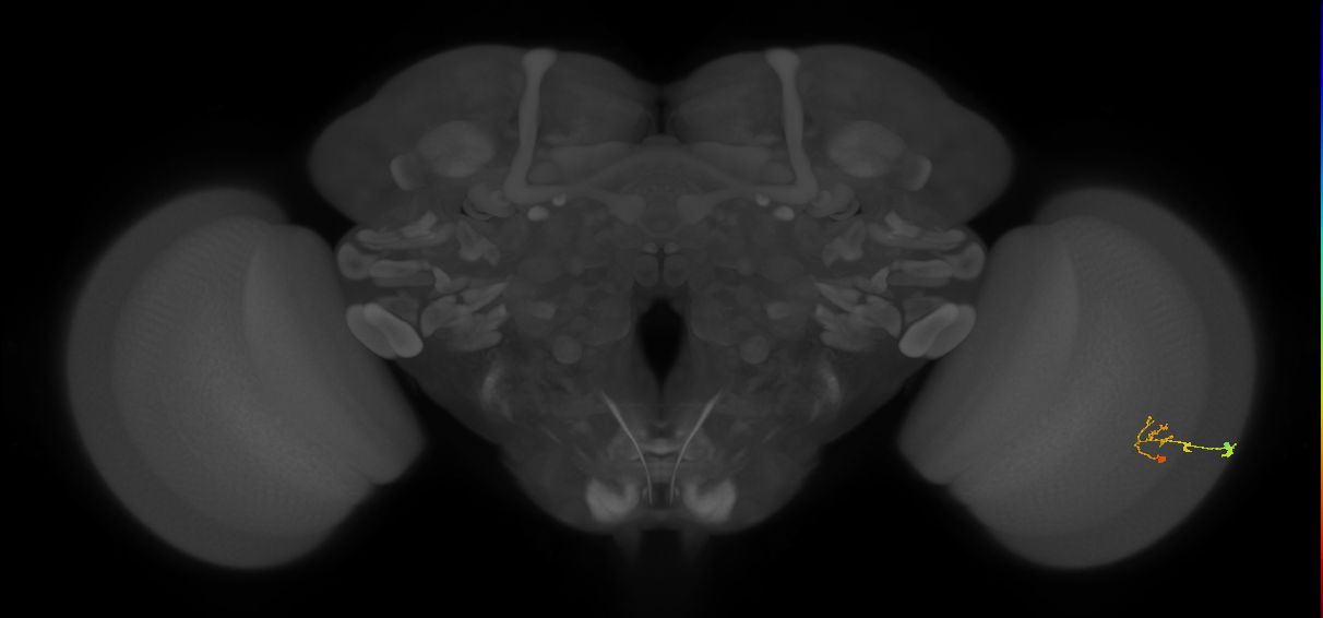 C2_R (JRC_OpticLobe:84802)