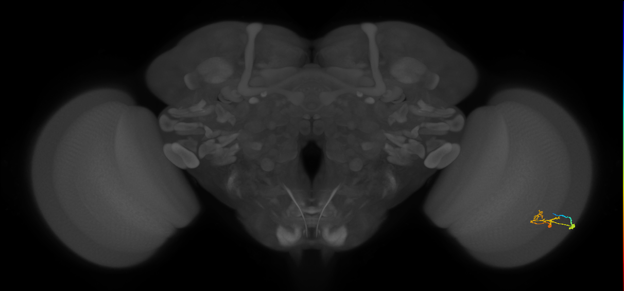 C2_R (JRC_OpticLobe:74252)