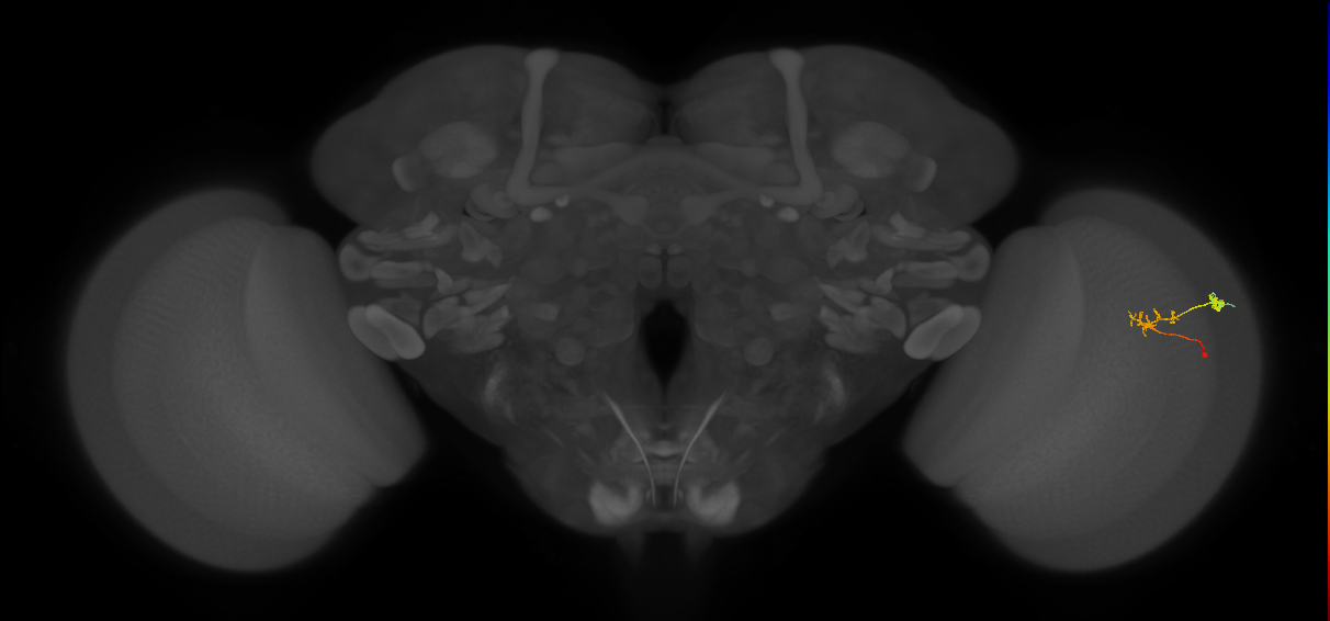 C2_R (JRC_OpticLobe:108247)