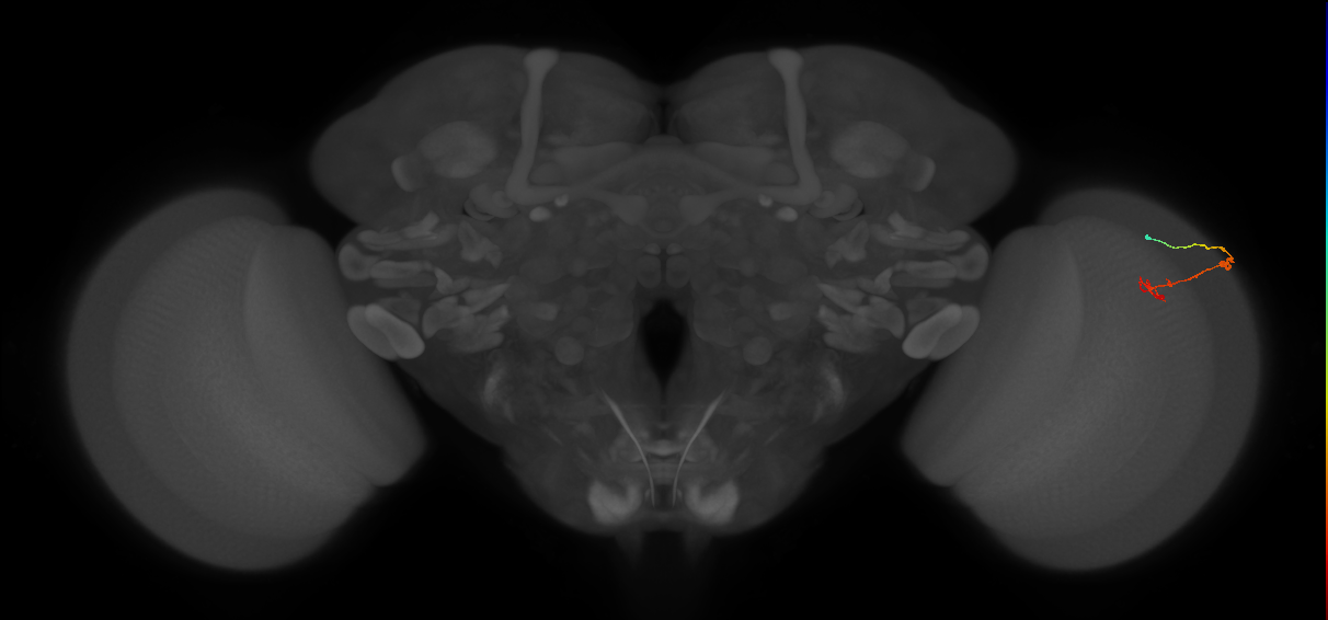 C2_R (JRC_OpticLobe:105872)