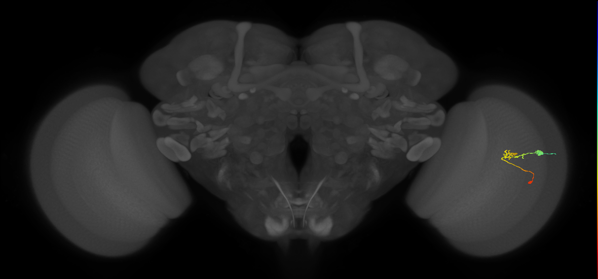 C2_R (JRC_OpticLobe:92177)
