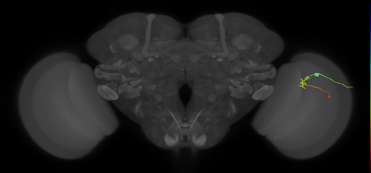 C2_R (JRC_OpticLobe:110714)