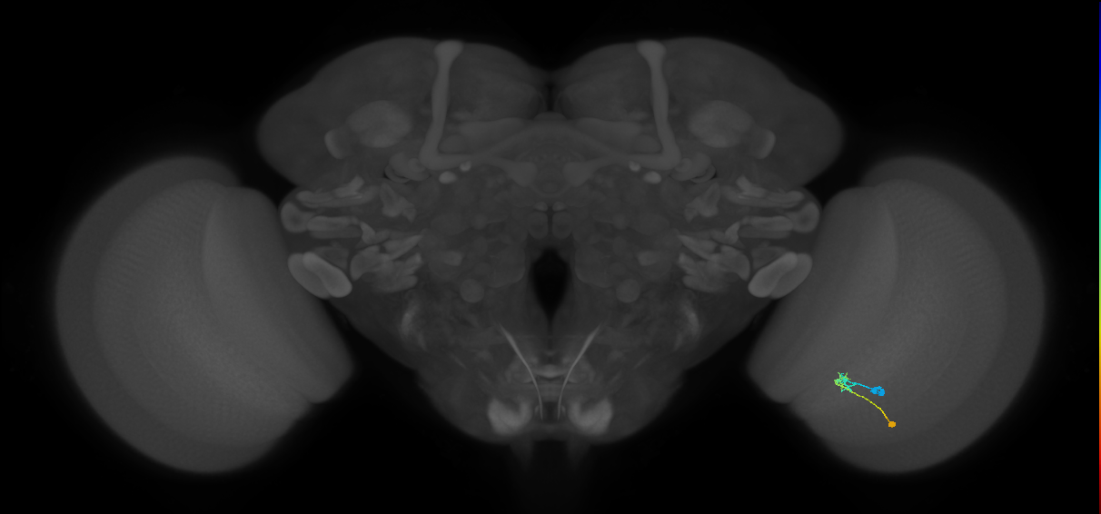 C2_R (JRC_OpticLobe:90489)