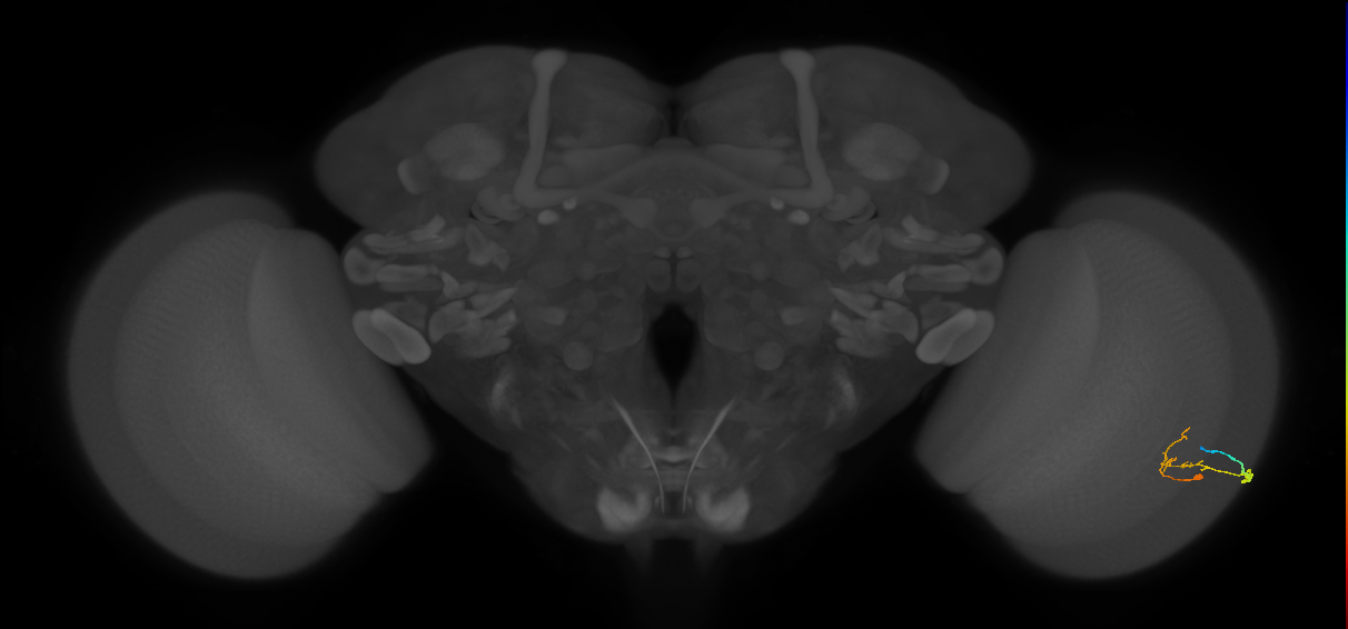 C2_R (JRC_OpticLobe:106165)