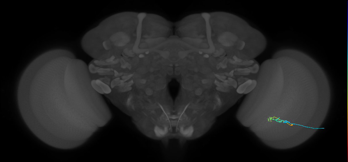 C2_R (JRC_OpticLobe:90676)