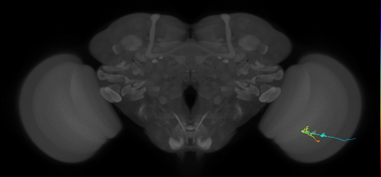 C2_R (JRC_OpticLobe:73128)