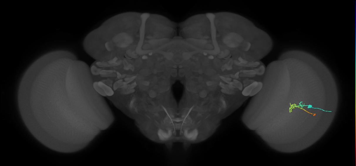 C2_R (JRC_OpticLobe:94748)
